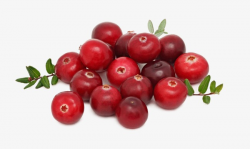 Cranberry, Organic Fruits, Fresh PNG Image and Clipart for Free Download