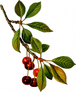 Sour cherry tree 2 (detailed) Icons PNG - Free PNG and Icons Downloads
