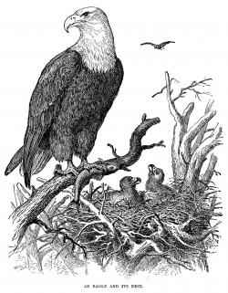 vintage eagle clip art, black and white graphics, eagle illustration ...