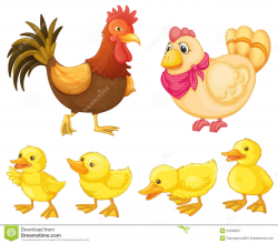 Chicken clipart chicken family - Pencil and in color chicken clipart ...