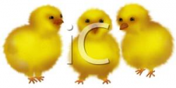 3 Cute Yellow Fuzzy Baby Chicks - Royalty Free Clipart Picture