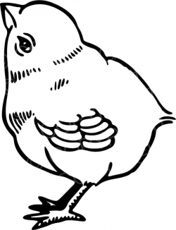 Black & White Line Drawing of a Cute Fluffy Chick Prawny Animal Clip ...