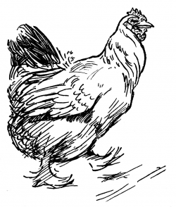 Free Chicken Line Art, Download Free Clip Art, Free Clip Art ...