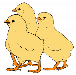 File:Chicks clipart 01.svg - Wikimedia Commons