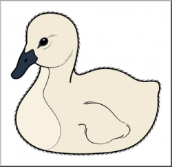 Clip Art: Baby Animals: Swan Cygnet Color 1 I abcteach.com | abcteach