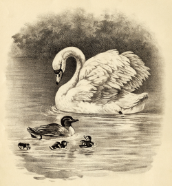 vintage animal clipart, swan duck duckling image, black and white ...