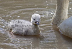 swan chick clipart & stock photography | Acclaim Images