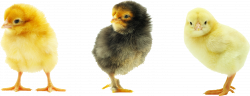 Chick PNG Images Transparent Free Download | PNGMart.com