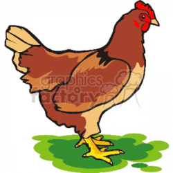 Common farm chicken clipart. Royalty-free clipart # 130275