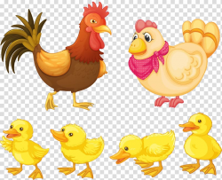 Chicken Rooster , Chicken baby family transparent background ...