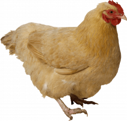 Chicken Brown transparent PNG - StickPNG