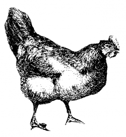 Vintage chicken clipart black and white - Clip Art Library