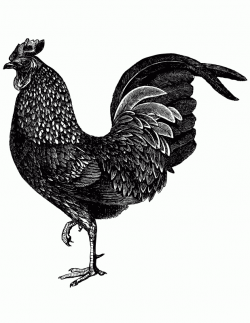 Amazing Of Vintage Chicken Clipart Black And White | Letters Format