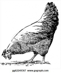 vintage chicken clipart black and white - Google Search | Chickens ...