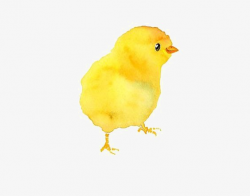 Watercolor Chick, Hand Painted Chick, Chick Aberdeen, Cartoon Chick ...