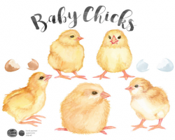 Watercolor Baby Chicks Baby Chick Clip Art Nature Clipart