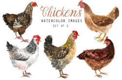 Watercolor chickens ~ Illustrations ~ Creative Market