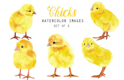 Watercolor chicks ~ Illustrations ~ Creative Market