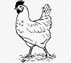 Chicken Black and white Rooster Clip art - chicken png download ...