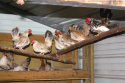 Chickens | Free Stock Photo | Chickens in a chicken coop | # 16058