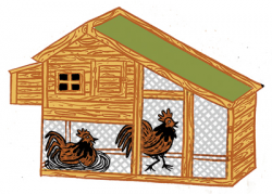 A Step-by-Step Guide to Raising Chickens | Chicago magazine