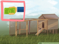 How to Keep Chickens in a City: 15 Steps (with Pictures) - wikiHow