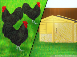 How to Take Care of Chickens (with Pictures) - wikiHow