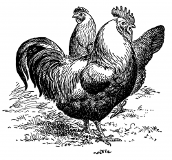 Silver Gray Dorkings ~ Free Chicken Clip Art | Backyard Chickens ...