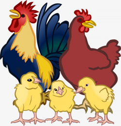Vector Chickens, Chickens, Hen, Cock PNG and Vector for Free Download