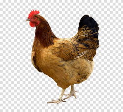 Kadaknath Broiler Giriraja Poultry Chicken as food, Hen ...