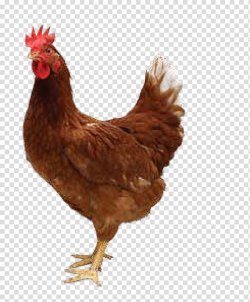 Brown rooster, Roast chicken Fried chicken Broiler, Chickens ...