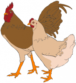 Chicken And Rooster Clipart