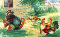 vintage-thanksgiving-turkey-chickens-clipart - Derby Hats by Polly ...