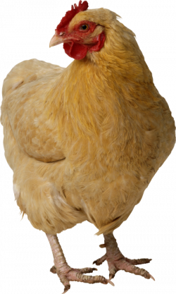 Isolated Photos of hen | Search Keyword of hen