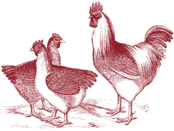 Free Vintage Chicken Graphics - The Graphics Fairy