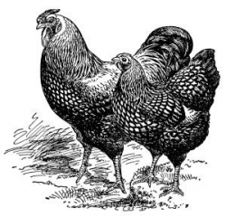 7 best Graphics - chickens images on Pinterest | Animals images ...