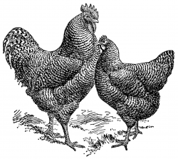vintage rooster clip art, vintage chicken illustration, black and ...