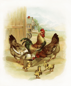 Rooster, Chickens and Chicks at the Farm | Old Design Shop Blog