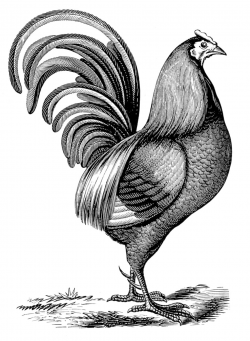 Vintage Clip Art - Chicken with Fancy Tail - The Graphics Fairy