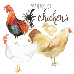 Watercolor Chickens Clip Art, Rooster clipart, Poultry Illustration ...