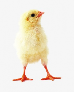 Chick Child, Young Chickens, Chick, Chicken PNG Image and Clipart ...