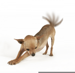 Angry Chihuahua Clipart | Free Images at Clker.com - vector clip art ...