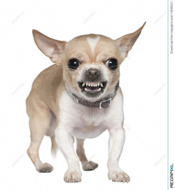 Angry Chihuahua Growling, 2 Years Old Stock Photo 14096201 - Megapixl