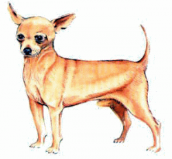 ▷ Chihuahuas: Animated Images, Gifs, Pictures & Animations - 100% FREE!