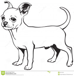 Chihuahua clipart black and white - Pencil and in color chihuahua ...