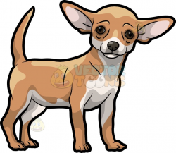 A Beautiful Chihuahua | Light golden brown
