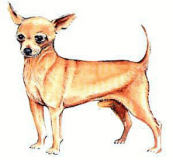 Chihuahua Cliparts - Cliparts Zone