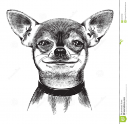 Cartoon Chihuahua Dog Clip Art Royalty Free Stock Image - Image ...