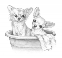 226 best Chihuahua Drawings & Paintings images on Pinterest ...