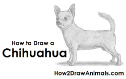 How to Draw a Chihuahua